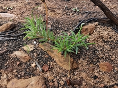 Oxalis confertifolia
