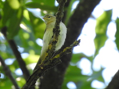 Phylloscopus sibilatrix