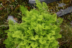 Cryptogramma crispa