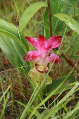 Curcuma angustifolia