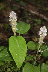 Uraria lagopodioides