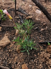 Oxalis confertifolia
