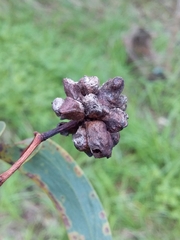 Dasineura glomerata