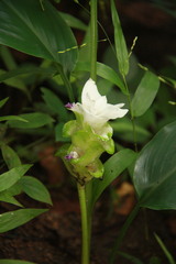 Curcuma parviflora