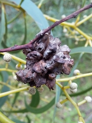 Dasineura glomerata