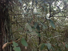 Trichocladus ellipticus