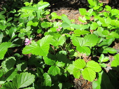 Rubus arcticus acaulis