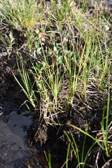 Carex holostoma