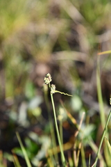 Carex holostoma