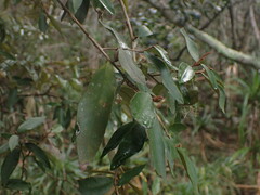 Trichocladus ellipticus