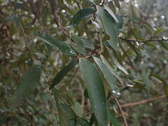 Trichocladus ellipticus