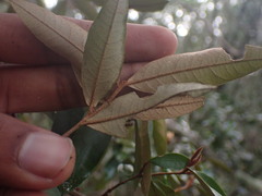 Trichocladus ellipticus
