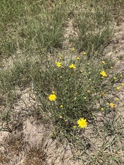 Gutierrezia sericocarpa