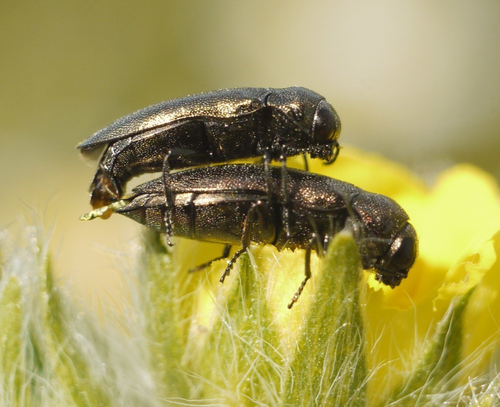 Coraebus elatus