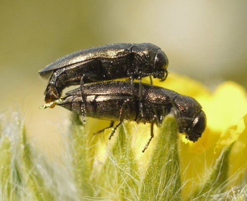 Coraebus elatus