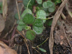Plectranthus strigosus