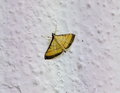 Cnaphalocrocis rutilalis