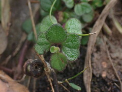 Plectranthus strigosus