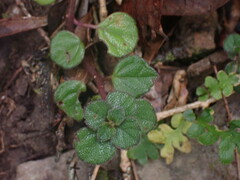 Plectranthus strigosus