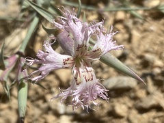 Dianthus libanotis