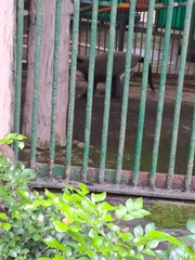 Cercopithecus neglectus