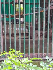 Cercopithecus neglectus