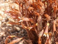 Aphyllon franciscanum