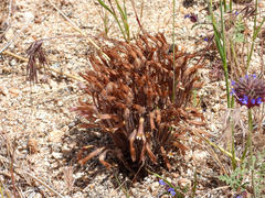 Aphyllon franciscanum