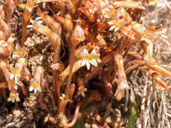 Aphyllon franciscanum