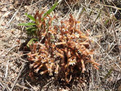 Aphyllon franciscanum