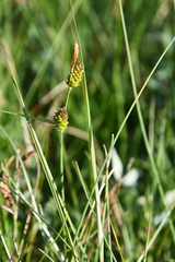 Carex rotundata