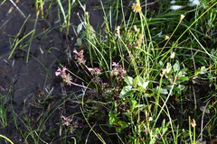Pedicularis pennellii