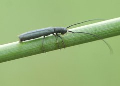 Theophilea subcylindricollis