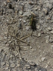 Eupholidoptera schmidti