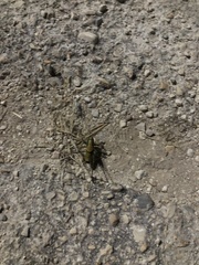 Eupholidoptera schmidti