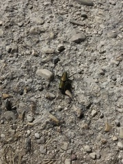 Eupholidoptera schmidti