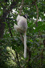 Propithecus verreauxi