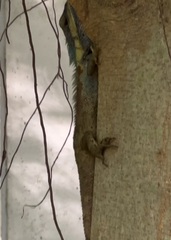 Calotes mystaceus