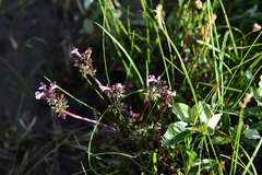 Pedicularis pennellii