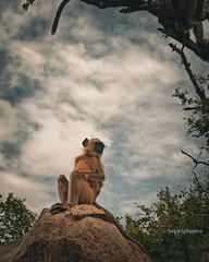 Semnopithecus entellus