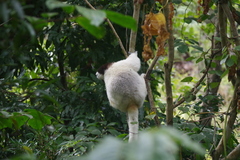 Propithecus verreauxi