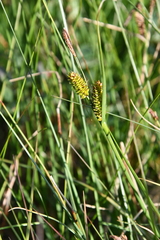 Carex rotundata