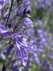 Teucrium orientale