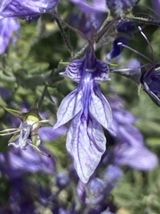 Teucrium orientale