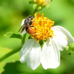 Megachile stulta