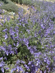 Teucrium orientale
