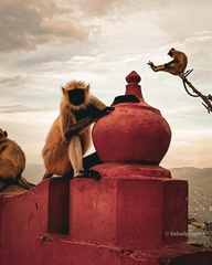 Semnopithecus entellus