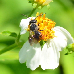Megachile stulta