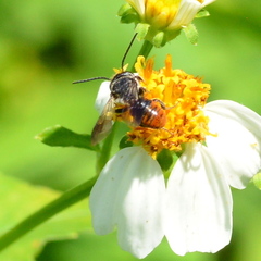 Megachile stulta