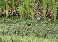 Rallus semiplumbeus